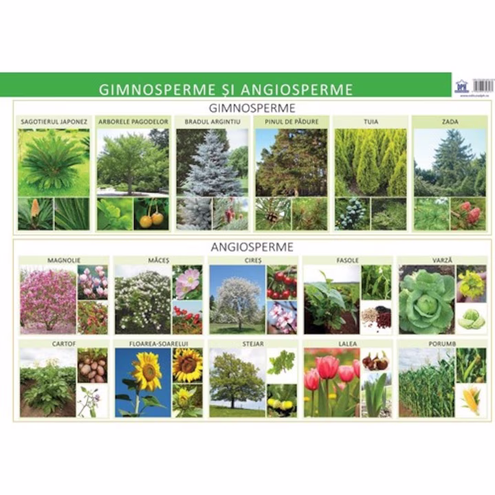 Angiosperme